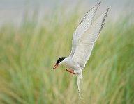 558 - ARCTIC TERN - BAXTER ANDREW - wales <div